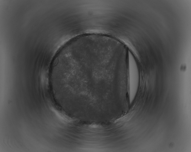 X0000092230204200710051225