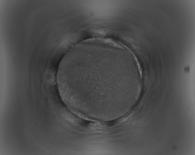 X0000092230331200710051224