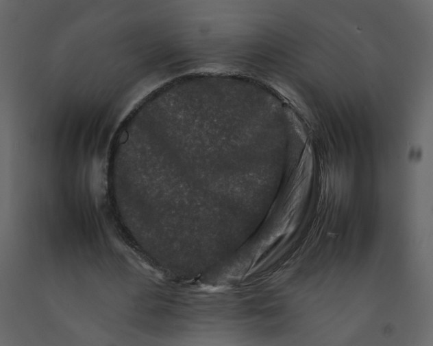 X0000092230484200710051221