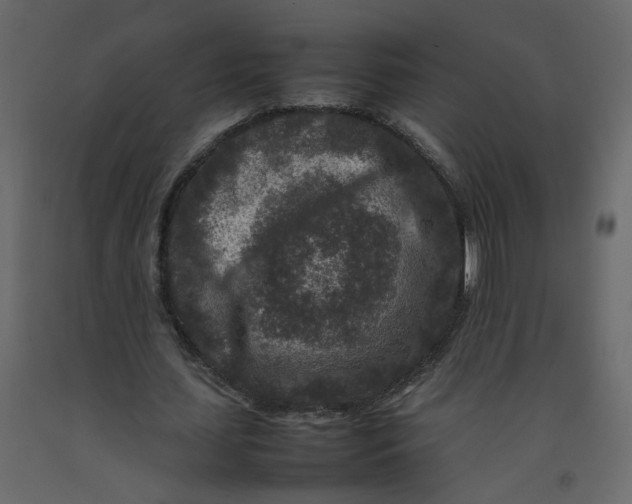 X0000092230627200710051219