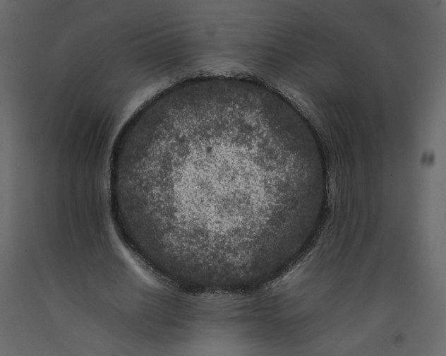 X0000092230630200710051219