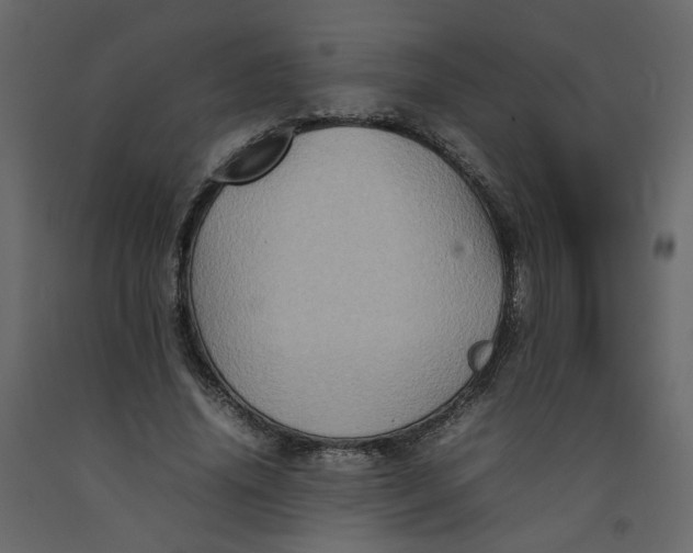 X0000092230636200710051219