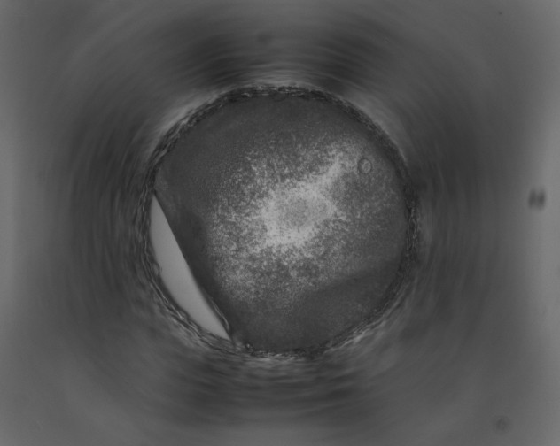 X0000092230823200710051217