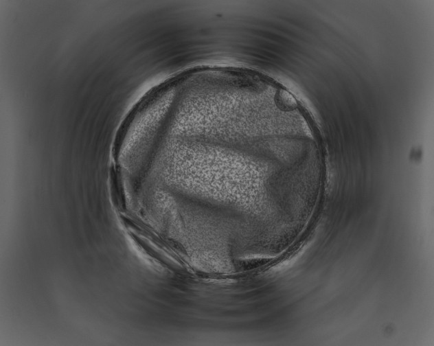 X0000092230845200710051217