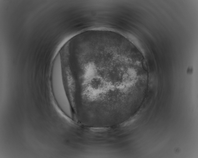 X0000092230863200710051217