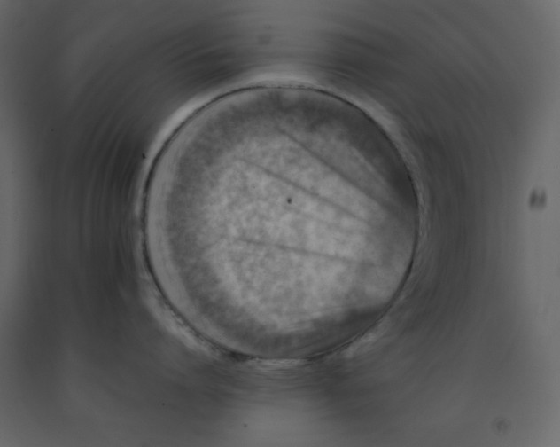 X0000092230864200710051217