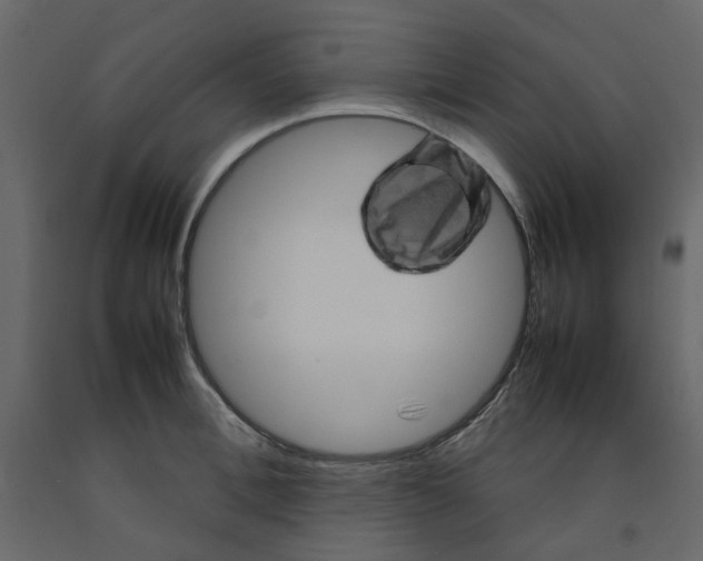 X0000092230996200710051215