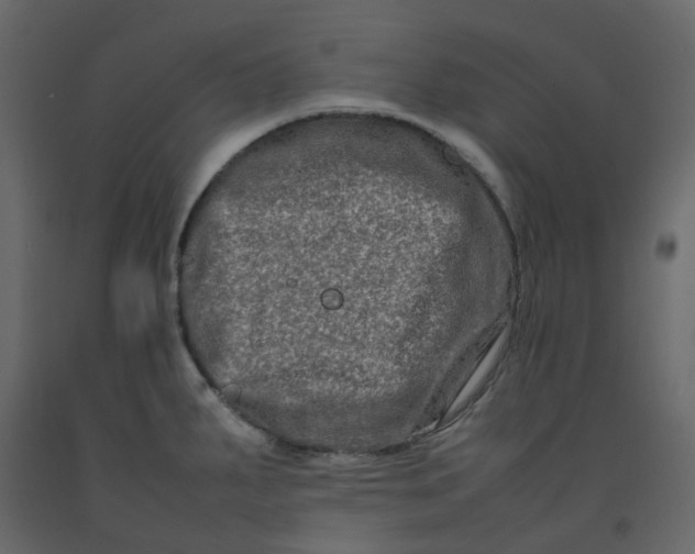 X0000092231287200710051211