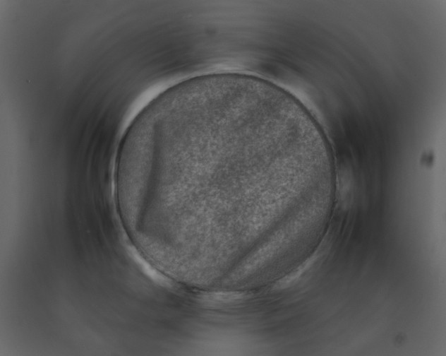 X0000092231294200710051211