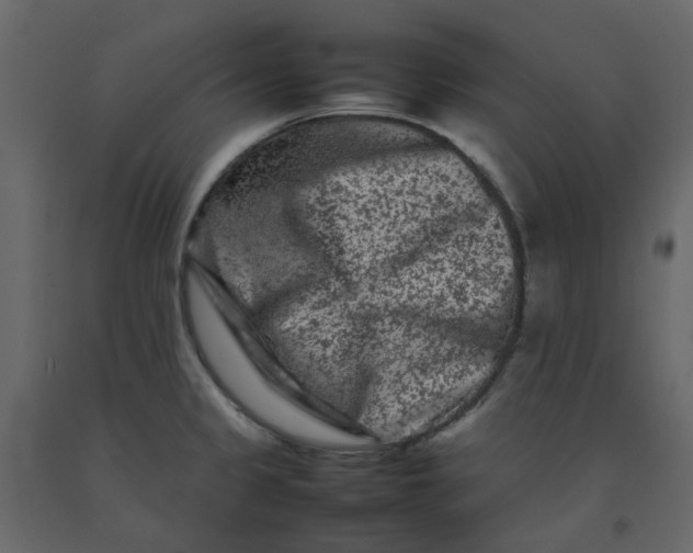 X0000092231333200710051211