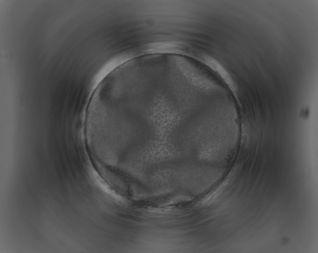 X0000092231386200710051210