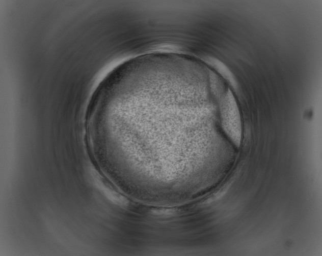 X0000092231435200710051210