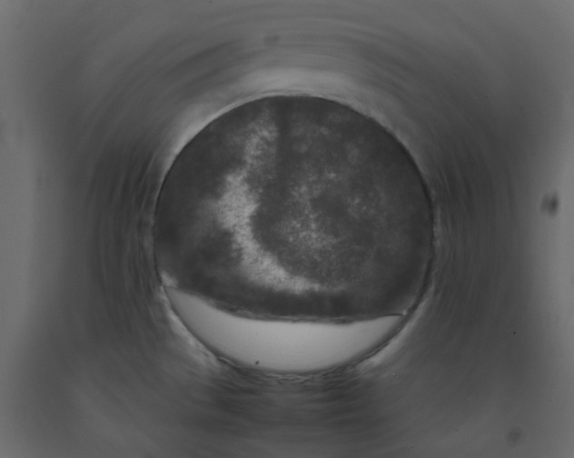 X0000092231529200710051208