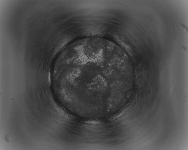 X0000092230067200710121226