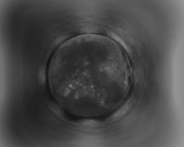 X0000092240203200709211049