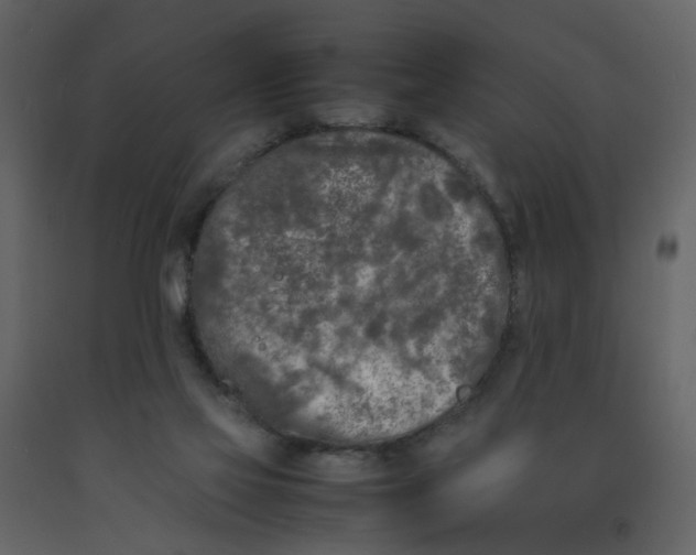X0000092240069200710051247