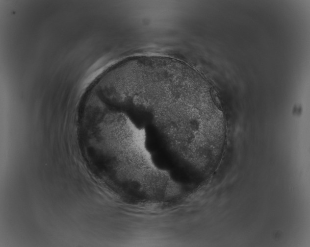 X0000092240295200710051244