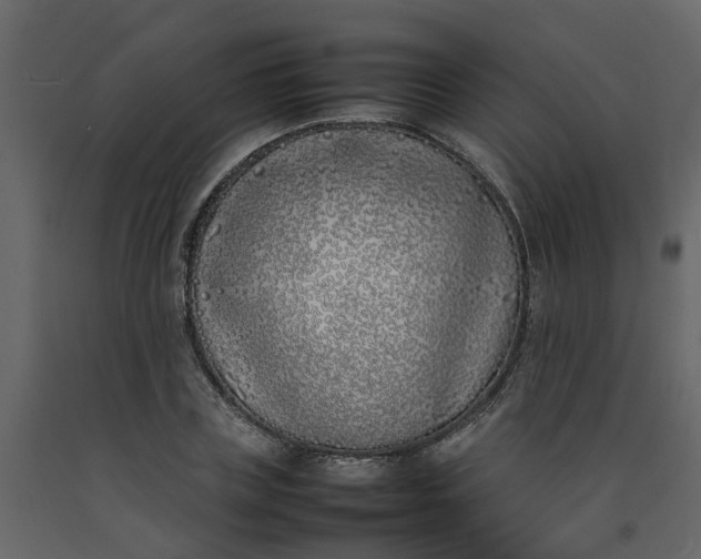 X0000092240835200710051237