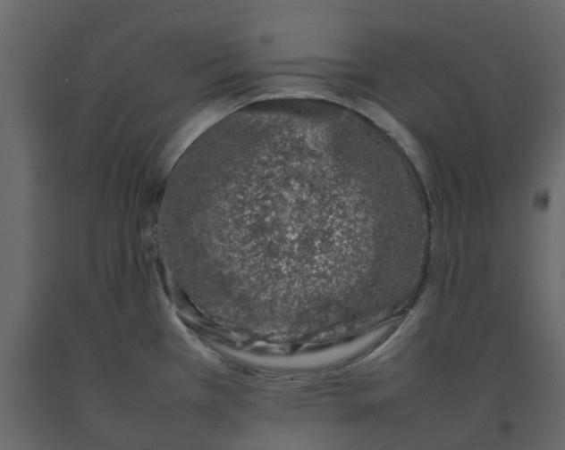 X0000092241385200710051230