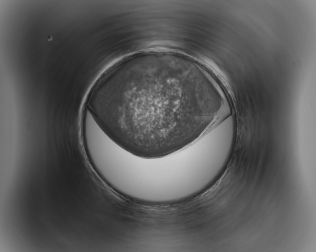 X0000092241384200710121229