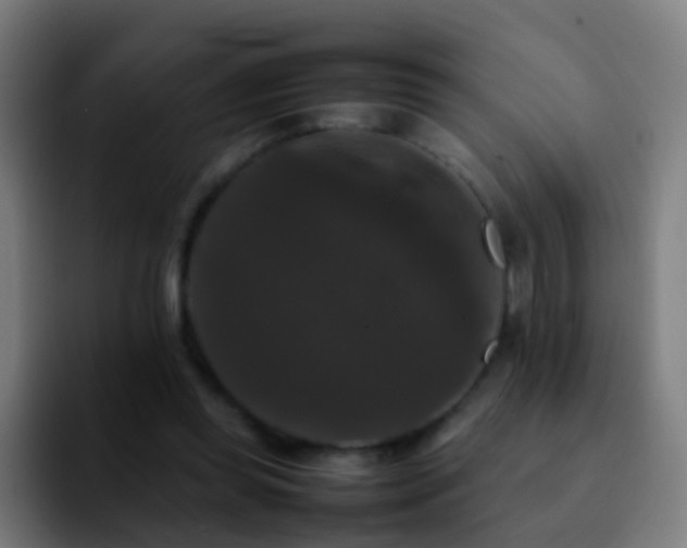 X0000092250349200709211105