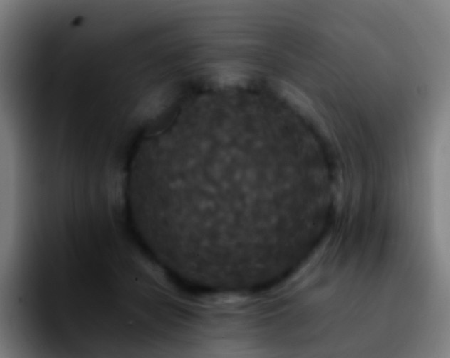 X0000092250462200709211104