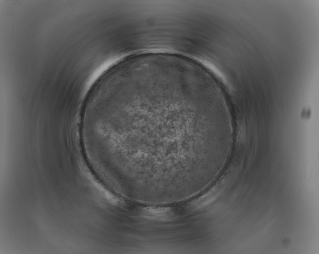 X0000092251325200709281136