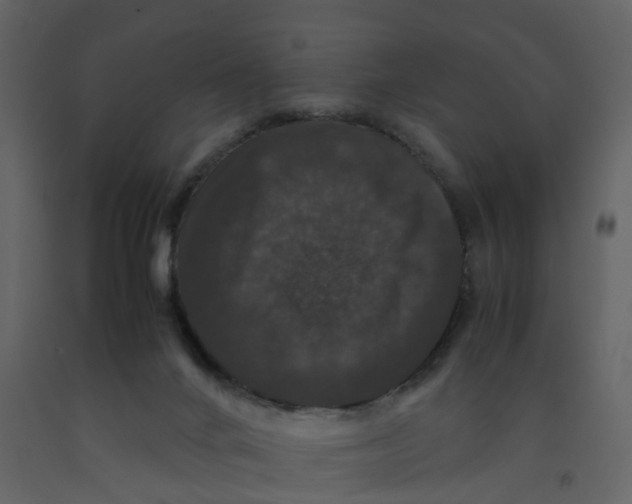 X0000092250024200710051308