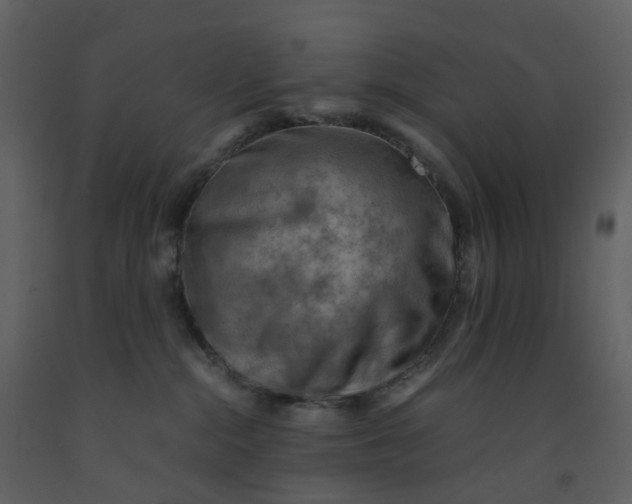 X0000092250284200710051305