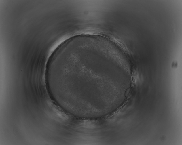 X0000092250292200710051304