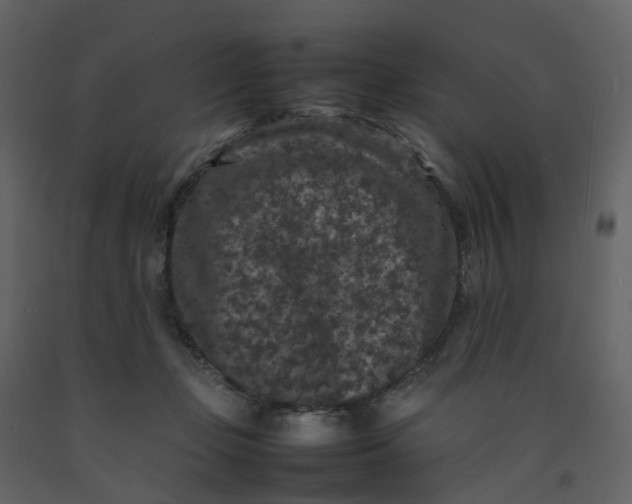 X0000092250365200710051304