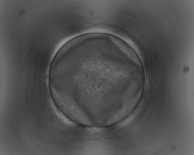 X0000092250862200710051257