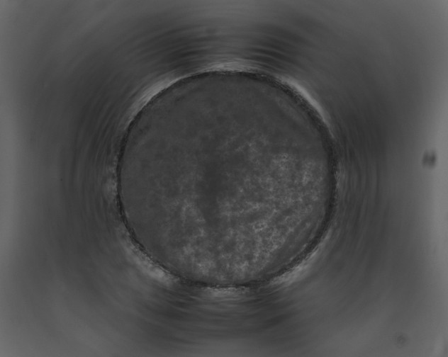 X0000092251025200710051254