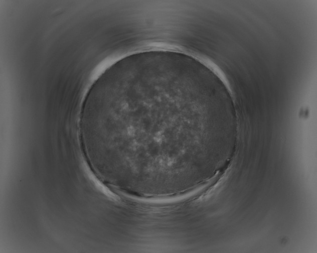 X0000092251381200710051250