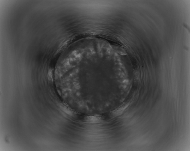 X0000092250286200710121305