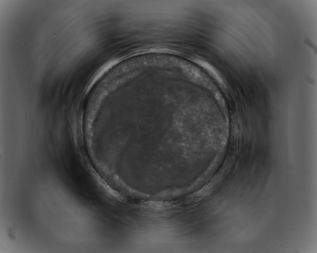 X0000092250910200710121256