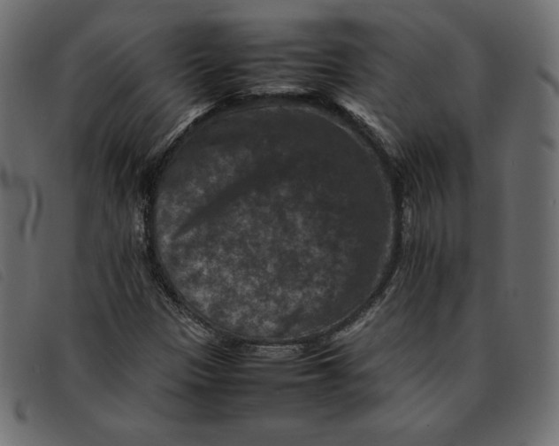 X0000092251305200710121250