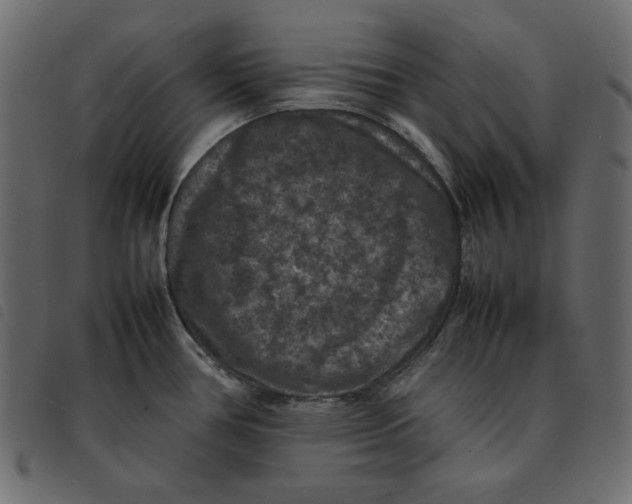 X0000092251386200710121250