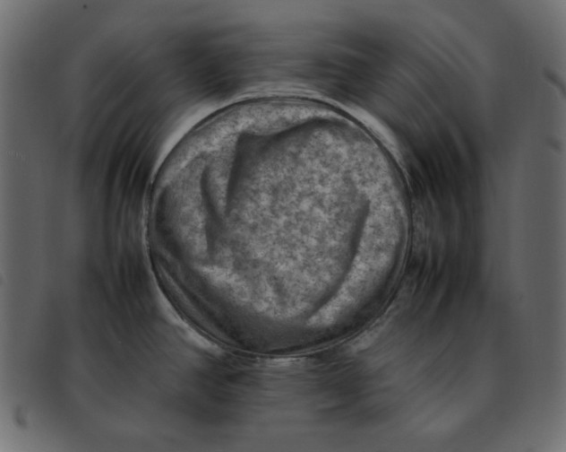 X0000092251390200710121250