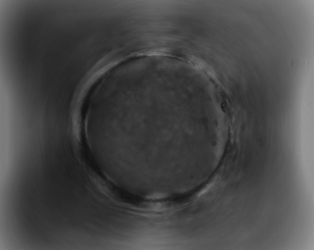 X0000092260295200709211124