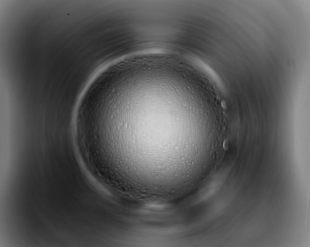 X0000092261483200709211110