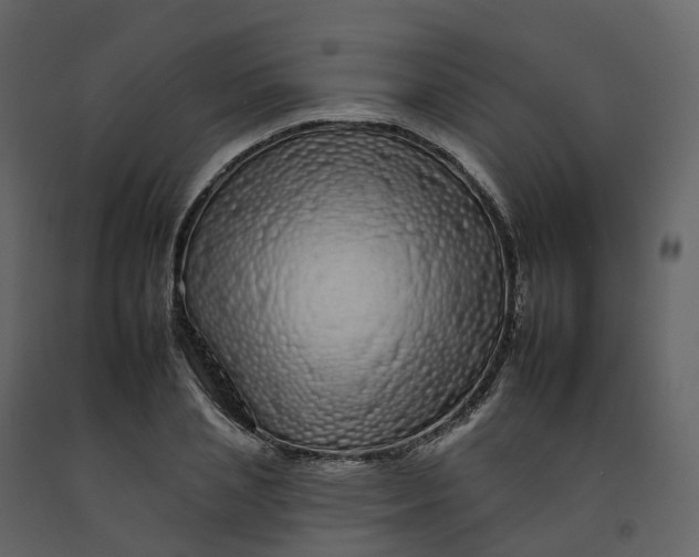 X0000092260837200710051317