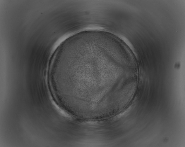 X0000092261245200710051313