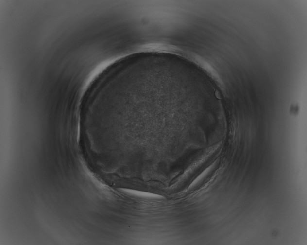 X0000092261323200710051312