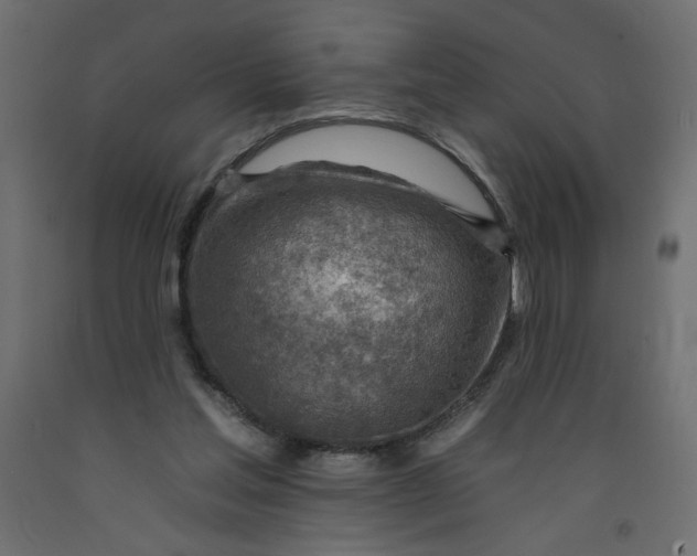 X0000092260205200710121346