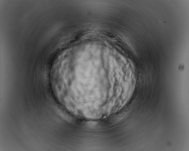 X0000092260265200710121345