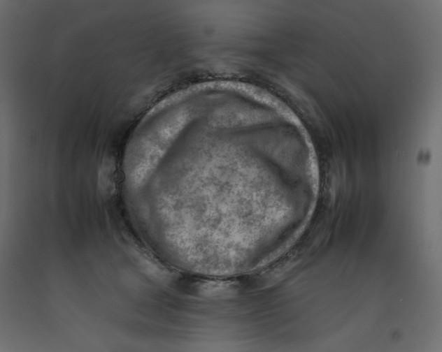 X0000092260465200710121343