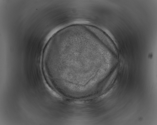 X0000092261245200710121333