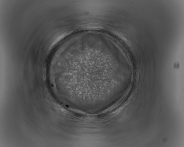 X0000092261306200710121331