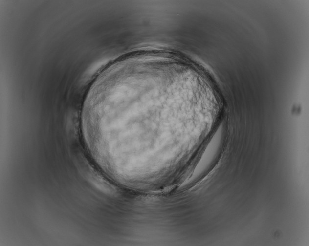 X0000092261355200710121330